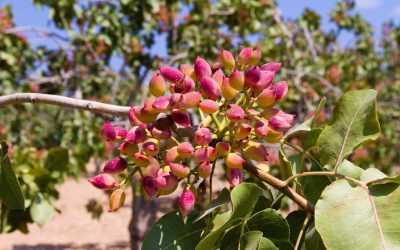 eOrchard Pistachio